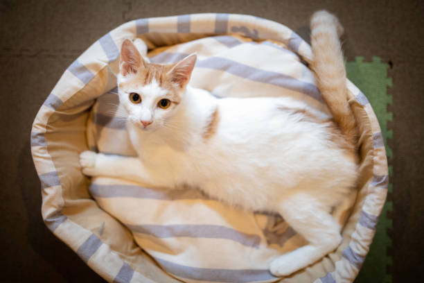 istock A pet cat in bed looking up 1345303129