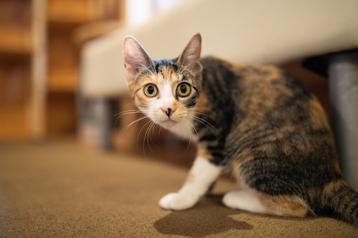 A young mixed colour cat portrait in a living room with shallow depth of field.