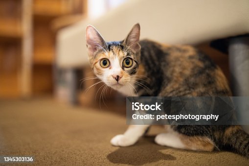istock A young cat looking curiously 1345303136
