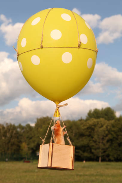 Cute mouse flies in sky on hot air balloon; courageous tourist, traveler. Aeronautics in Pereslavl-Zalessky town, Russia. Up! Fun animal, brave talented pet. Chinese New Year symbol: rat. Summer travel, sport extreme tourism lindo ratón vuela en el cielo en globo aerostático; turista valiente. aeronáutica en la ciudad de pereslavl-zalessky, rusia. ¡hacia arriba! animal divertido, mascota valiente y talentosa. símbolo del año nuevo chino: rata, ratón. turismo, viajes