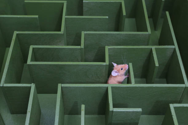 cute-mouse-looks-for-food-in-maze-lucky-pet-got-lost-wanders-in-labyrinth-success-in-solving.jpg