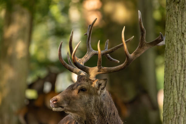 istock Red deer in a forest during rutting season. 1345303514