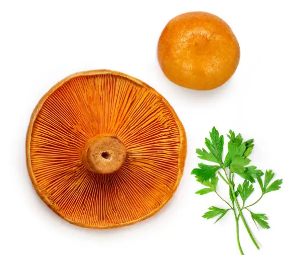 Photo of Red pine mushrooms  with parsley leaf  isolated  on white background. View from above. .  Flat lay.