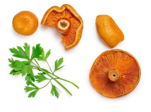 istock Red pine mushrooms  with parsley leaf  isolated  on white background. Top view.  Flat lay. Pattern 1345303663