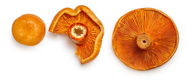 istock Red pine mushrooms isolated  on white background. Top view.  Flat lay. 1345303666