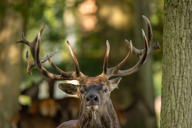 istock Red deer in a forest during rutting season. 1345303675