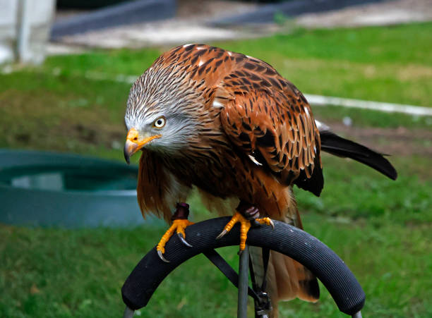 Red kite at a bird of prey center