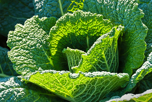 Organic grown kale (market gardening concept)