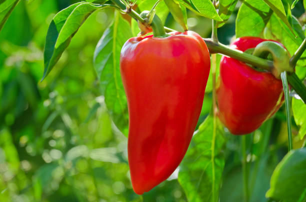 Close-up of red pepper in the vegetable garden stock photo