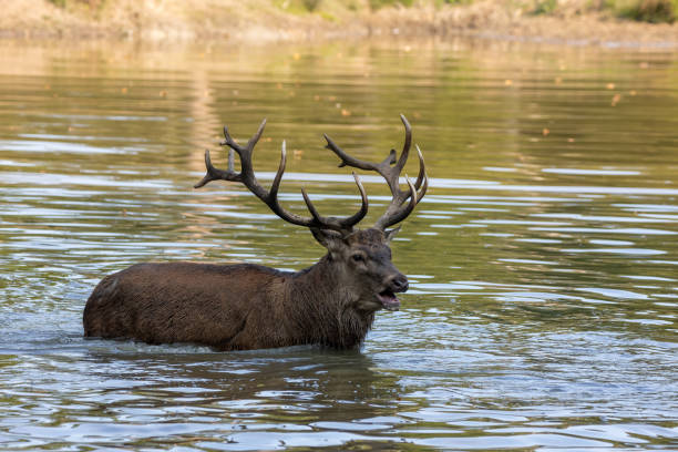 istock Red deer in a pond next to a forest during rutting season. 1345305765