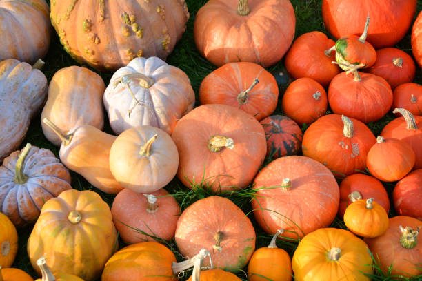 istock Pumpkins background, red and orange 1345306000