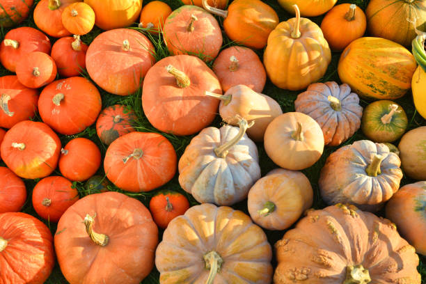 istock Pumpkins and squashes colorful varieties 1345306034