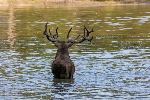 istock Red deer in a pond next to a forest during rutting season. 1345306113