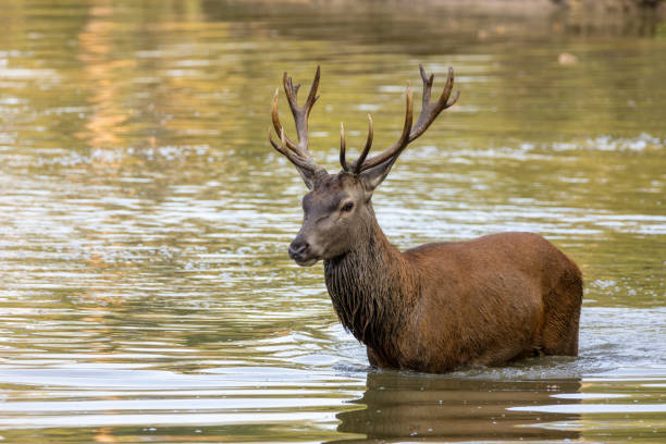 istock Red deer in a pond next to a forest during rutting season. 1345307349