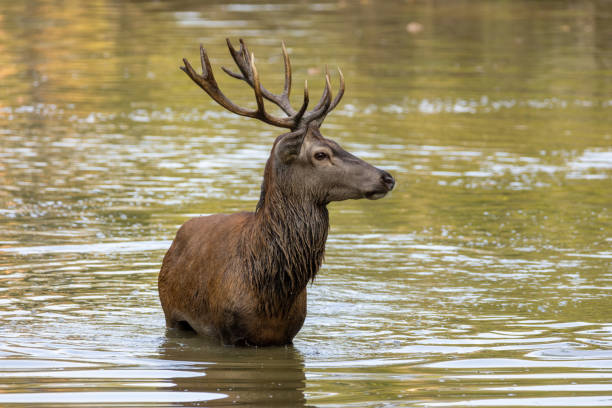 istock Red deer in a pond next to a forest during rutting season. 1345307361