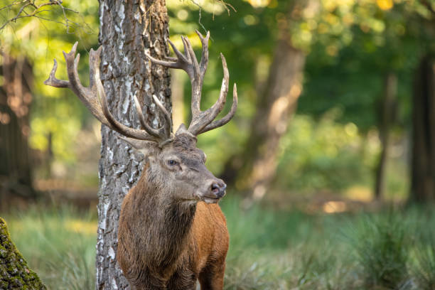 istock Red deer in a pond next to a forest during rutting season. 1345307564