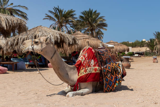 istock Camel is sitting at egyptian beach 1345307756