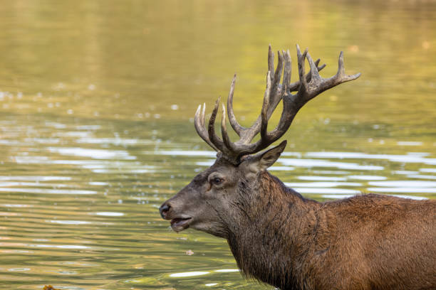 istock Red deer in a pond next to a forest during rutting season. 1345308003