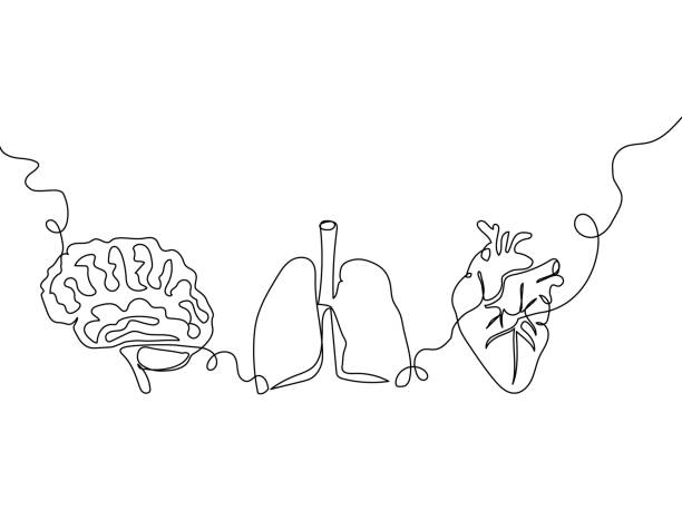 Human Internal Organs One Line Set Art Continuous Line Drawing Of Lungs  Pulmonary Vein Heart Aorta Ventricles Brain Cerebellum Stock Illustration -  Download Image Now - iStock