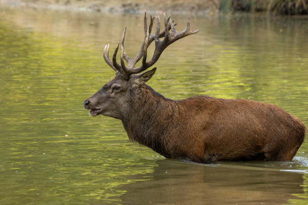 istock Red deer in a pond next to a forest during rutting season. 1345308052