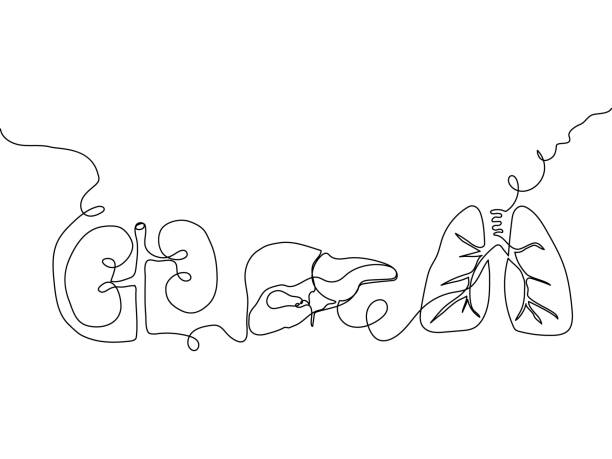 Human internal organs one line set art. Continuous line drawing of kidneys, liver, lungs, gallbladder, pulmonary vein. Human internal organs one line set art. Continuous line drawing of kidneys, liver, lungs, gallbladder, pulmonary vein. Hand drawn vector illustration, line tattoo. kidney organ stock illustrations