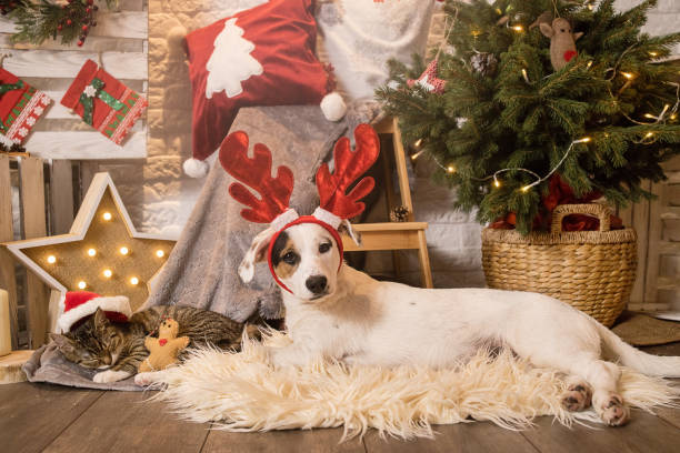 istock Dog in reindeer horns. 1345309172