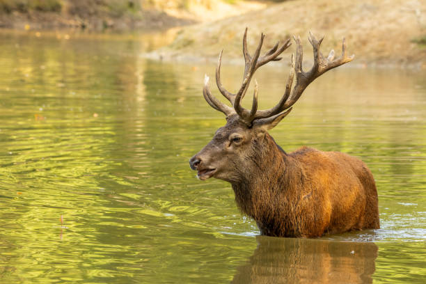 istock Red deer in a pond next to a forest during rutting season. 1345309187