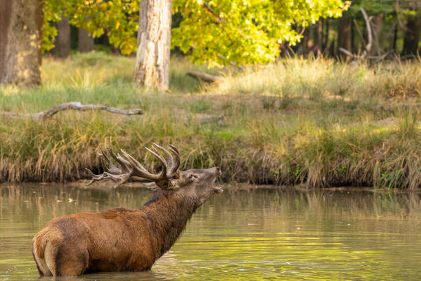istock Red deer in a pond next to a forest during rutting season. 1345309220