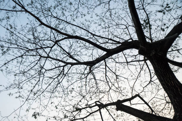istock Silhouette of Tree braches with clear blue sky 1345309247