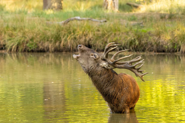 istock Red deer in a pond next to a forest during rutting season. 1345309260
