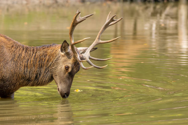 istock Red deer in a pond next to a forest during rutting season. 1345309373