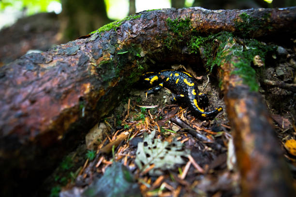 istock yellow spotted salamander in forest 1345309469