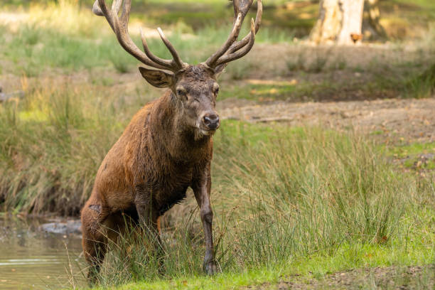 istock Red deer in a pond next to a forest during rutting season. 1345309543