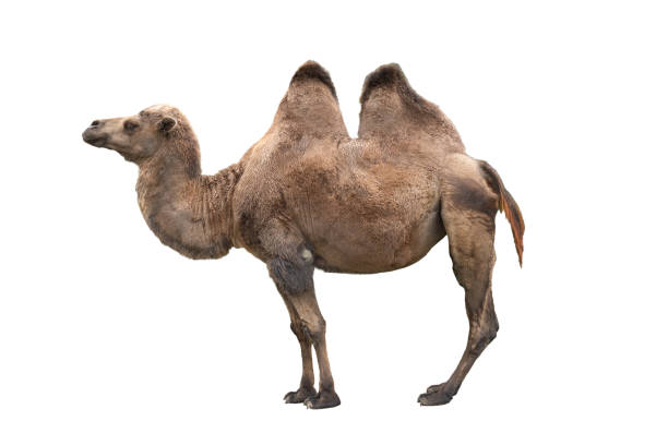 коричневый верблюд, выделенный на белом фоне - bactrian camel стоковые фото и изображения