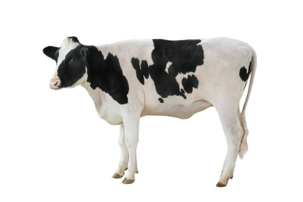 istock white and black cow isolated on white background 1345310212