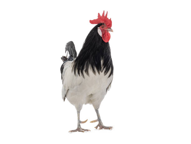 istock beautiful black and white rooster isolated on white background 1345310216