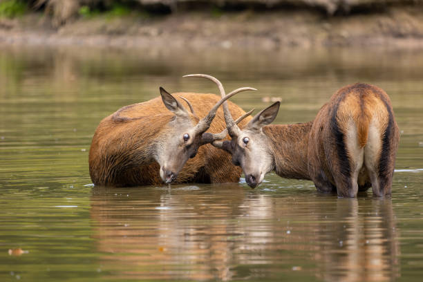 istock One year old red deers in a pond next to a forest during rutting season. 1345310367