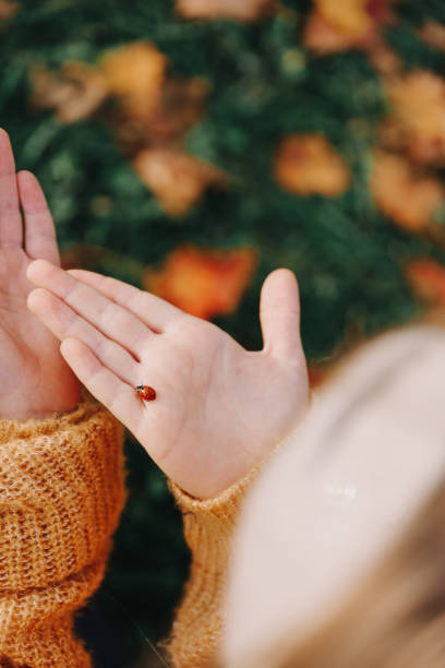 Red ladybug in kids hands on autumn background. Beautiful autumn colors