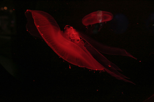 Red jellyfish floating on dark background. High quality photo
