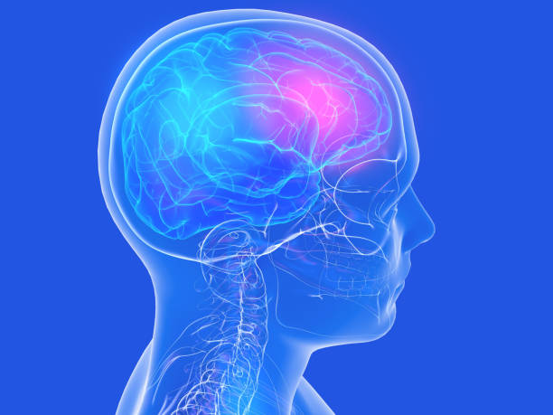 illustrazione anatomica 3d del cervello umano che mostra dolore. - profile photo flash foto e immagini stock