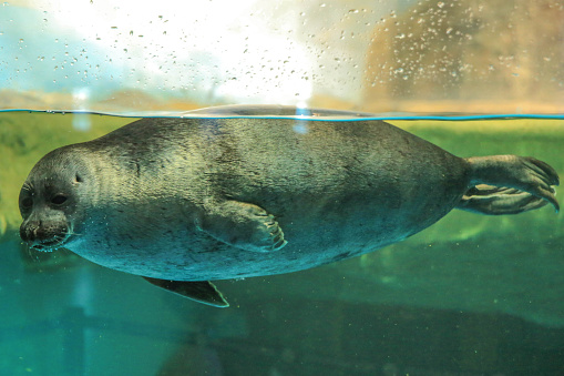 Seal floats behind the glass. Moskvarium. High quality photo
