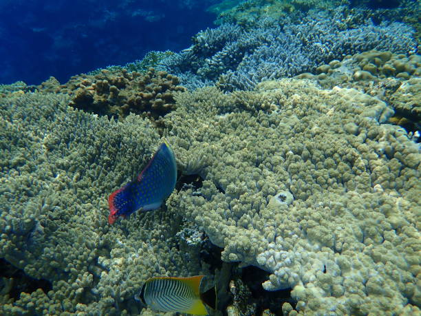 istock Acroporid coral Acropora lamarcki undersea, Red Sea 1345313881