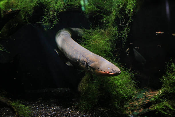 An electric eel emerges from the algae. Visible his head, fins, eye. It's dark in the background