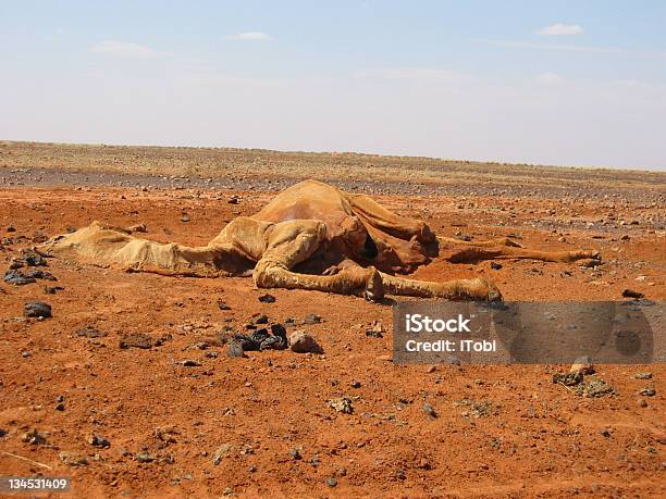 Zgon W Pustyni - zdjęcia stockowe i więcej obrazów Martwe zwierzę - Martwe zwierzę, Wielbłąd, Gleba