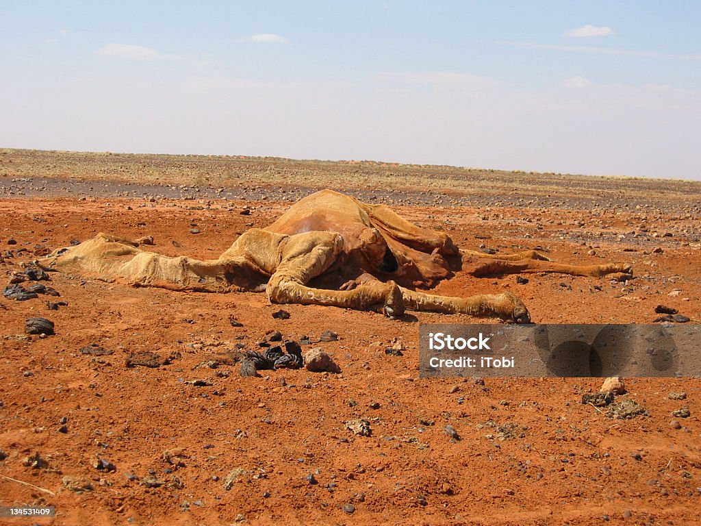 Morte do deserto - Royalty-free Animal morto Foto de stock