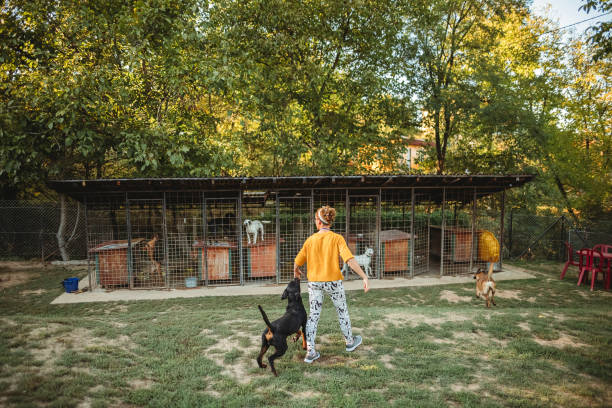Dog shelter Young adult woman working and playing with adorable dogs in animal shelter dog shelter stock pictures, royalty-free photos & images