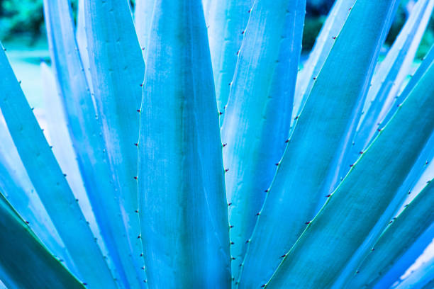istock closeup agave cactus, abstract natural pattern background and textures 1345315139