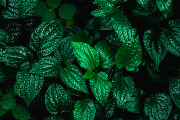istock closeup nature view of green leaf background 1345315443