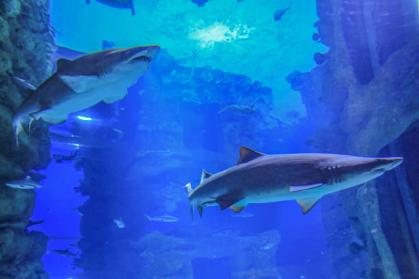 zwei sandhaie schwimmen im blauen wasser - sand tiger shark stock-fotos und bilder