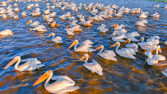 Huge squadron of beautiful American white pelicans swimming and fishing together on the Great Lakes at sunrise.